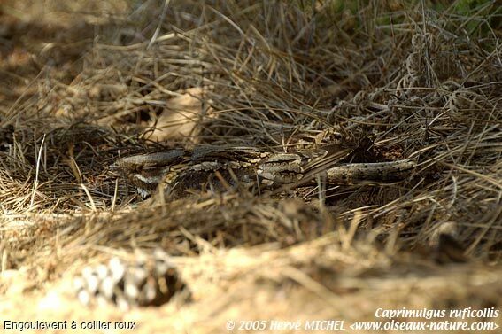 Red-necked Nightjar