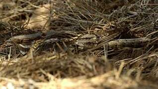 Red-necked Nightjar