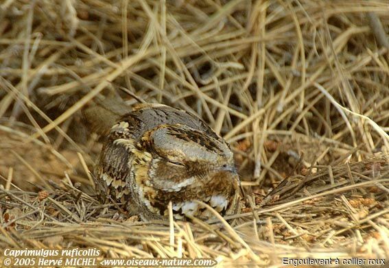 Red-necked Nightjar