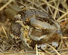 Red-necked Nightjar