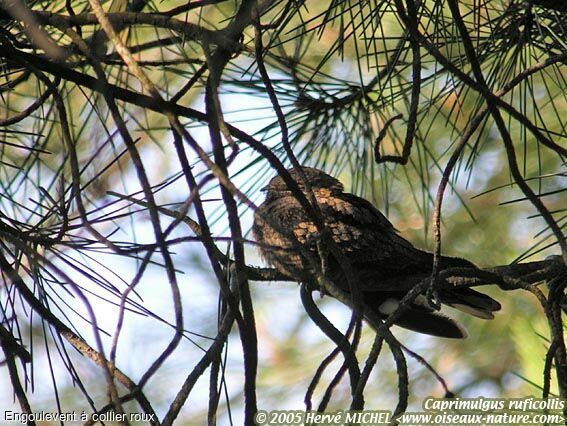 Red-necked Nightjar