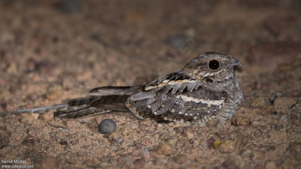 Long-tailed Nightjar