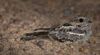 Long-tailed Nightjar