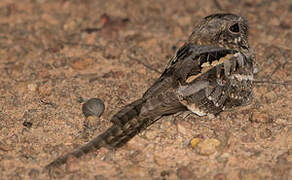 Long-tailed Nightjar