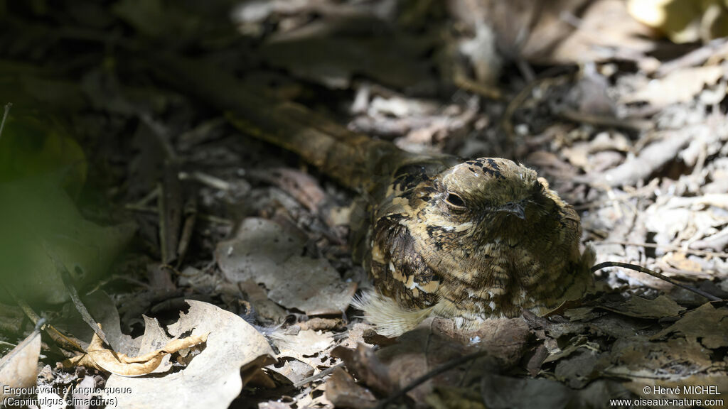 Long-tailed Nightjar