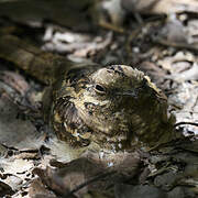 Long-tailed Nightjar