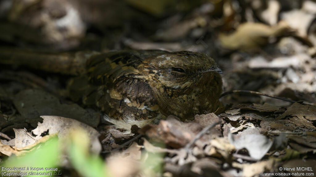 Long-tailed Nightjar