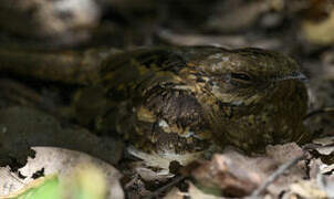 Long-tailed Nightjar