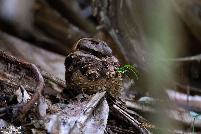 Collared Nightjaradult, habitat, pigmentation