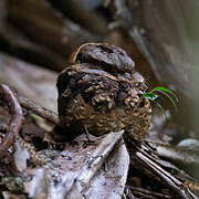 Collared Nightjar