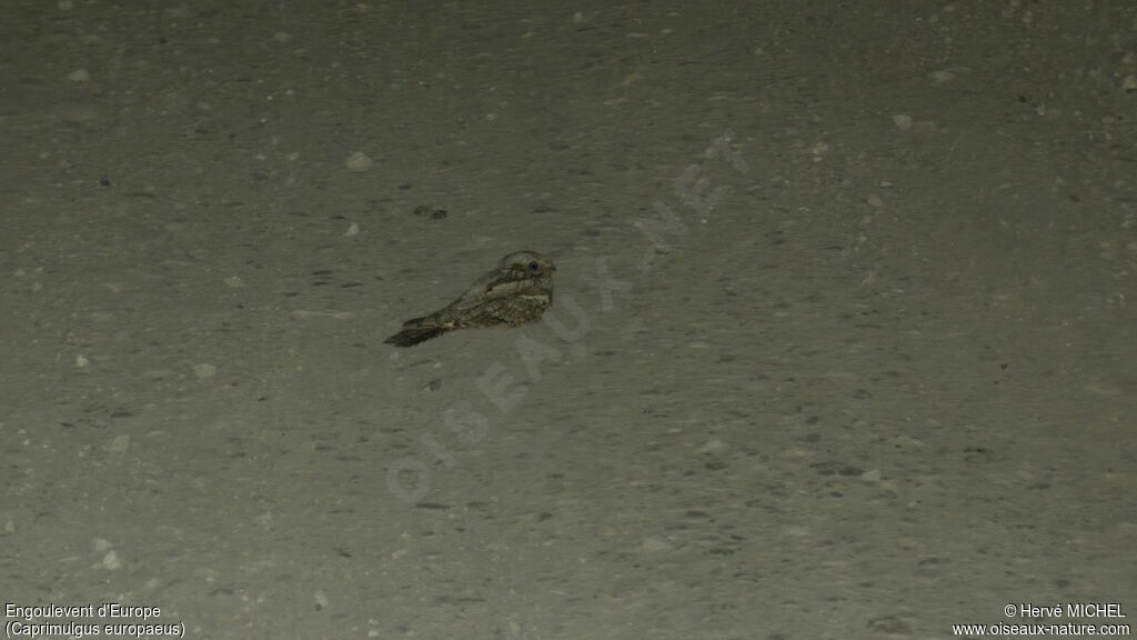 European Nightjar