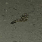 European Nightjar