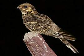 Large-tailed Nightjar