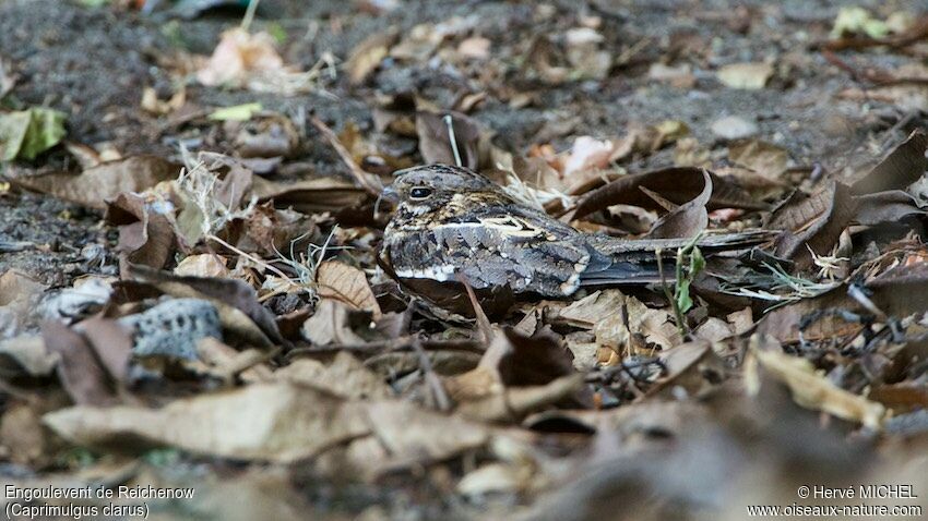 Slender-tailed Nightjar