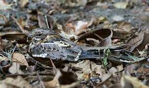 Slender-tailed Nightjar