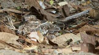 Slender-tailed Nightjar