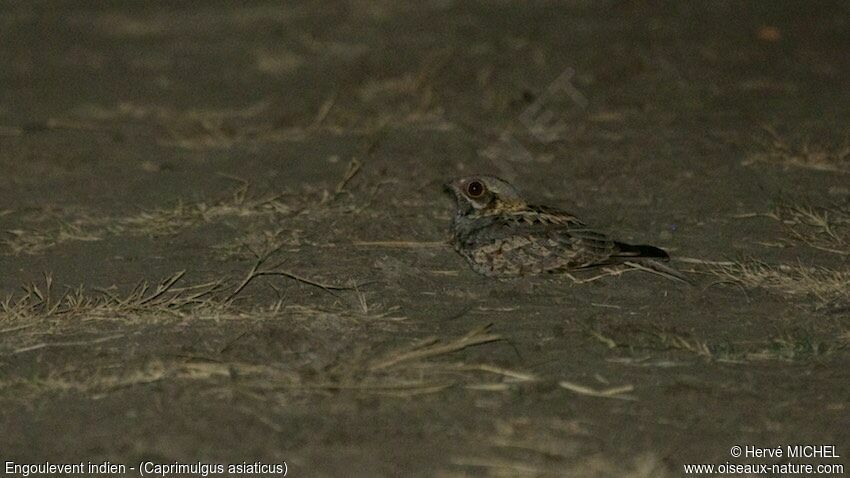 Indian Nightjar