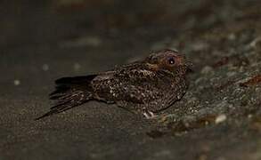 Lyre-tailed Nightjar