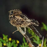 Engoulevent musicien