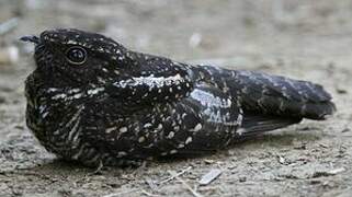 Blackish Nightjar