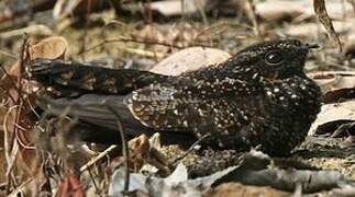 Blackish Nightjar