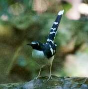 Slaty-backed Forktail