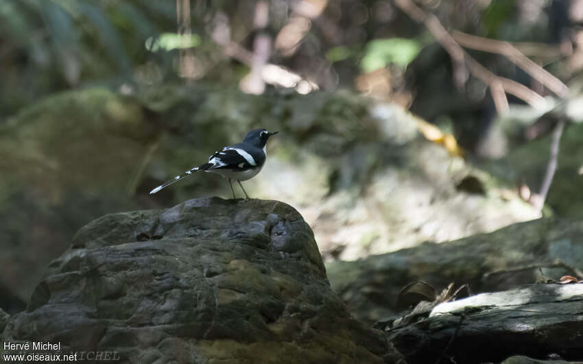 Slaty-backed Forktailadult, habitat