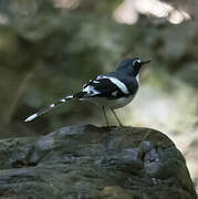 Slaty-backed Forktail