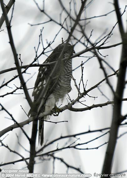 Eurasian Sparrowhawk