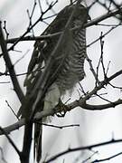 Eurasian Sparrowhawk