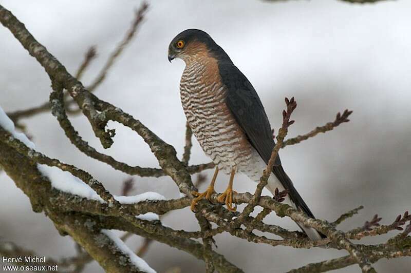 Eurasian Sparrowhawk male adult, identification