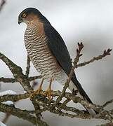 Eurasian Sparrowhawk