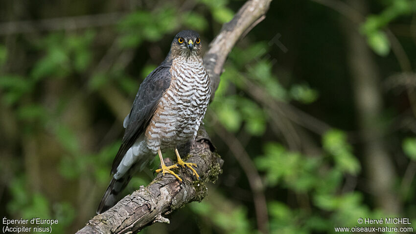 Eurasian Sparrowhawk male adult