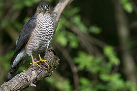 Eurasian Sparrowhawk