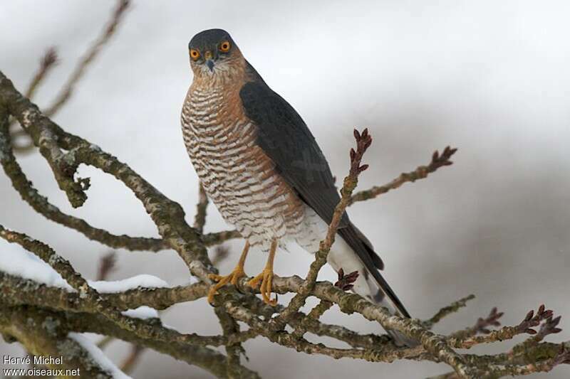 Eurasian Sparrowhawk male adult, identification, pigmentation