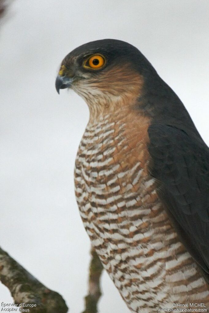 Eurasian Sparrowhawk male adult, identification