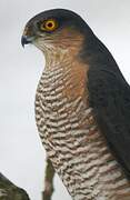 Eurasian Sparrowhawk