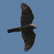 Eurasian Sparrowhawk