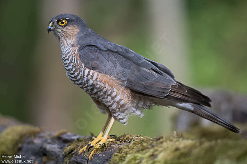 Épervier d'Europe mâle subadulte, identification