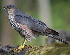 Eurasian Sparrowhawk