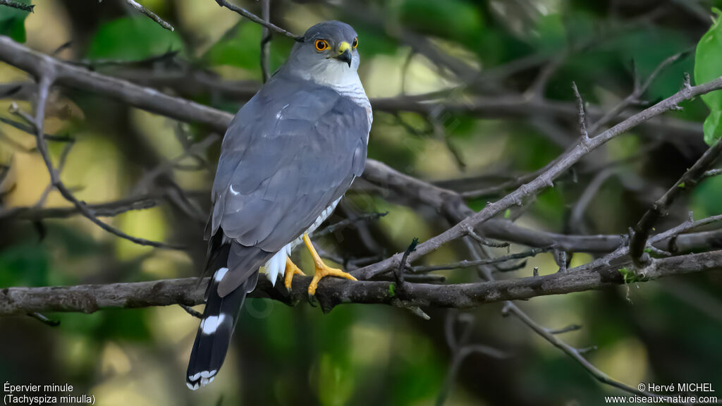 Little Sparrowhawkadult