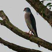 Shikra