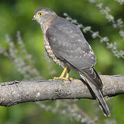 Shikra