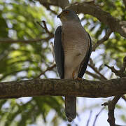 Shikra