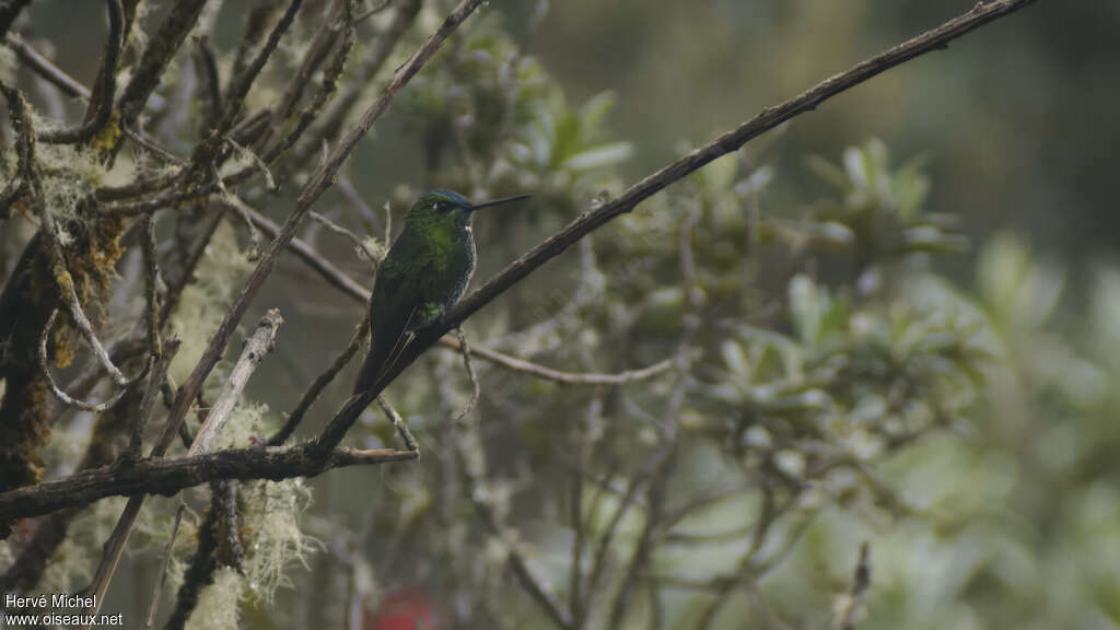 Black-thighed Pufflegadult, identification