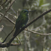 Black-thighed Puffleg