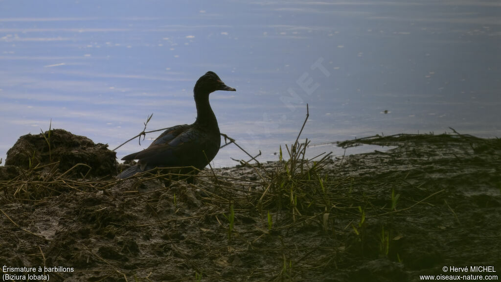 Musk Duck