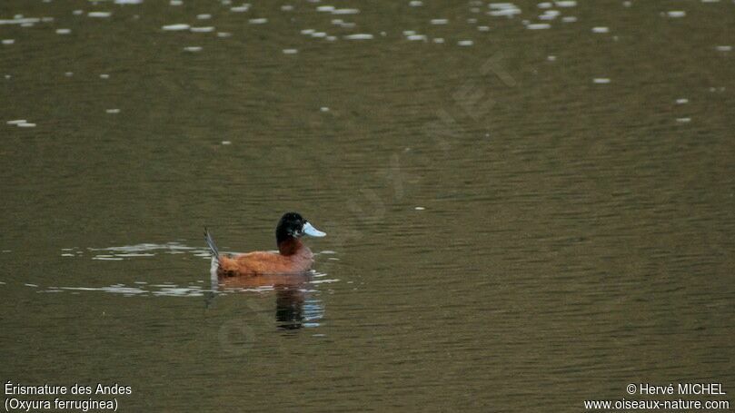 Andean Duck male adult