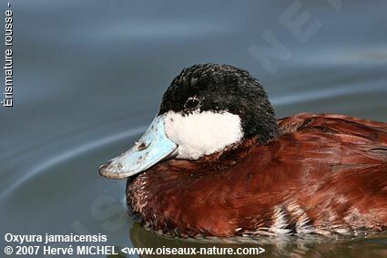 Ruddy Duck male adult breeding