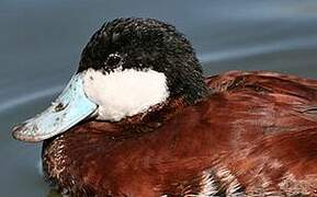 Ruddy Duck